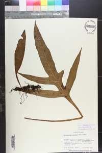 Leptochilus insignis image