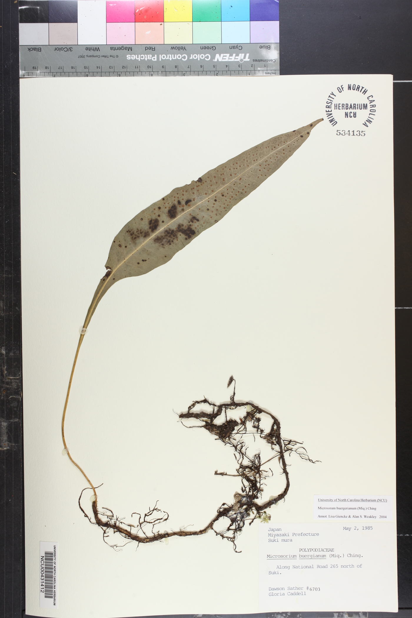 Lepisorus buergerianus image