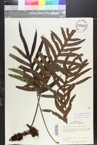 Media resource of Lecanopteris vieillardii