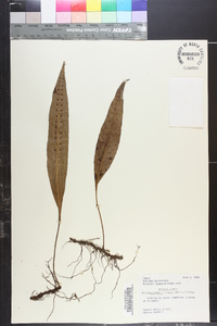 Neocheiropteris ensata image