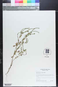 Heliotropium procumbens image