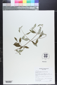 Pycnanthemum albescens image