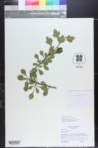 Crataegus spathulata image