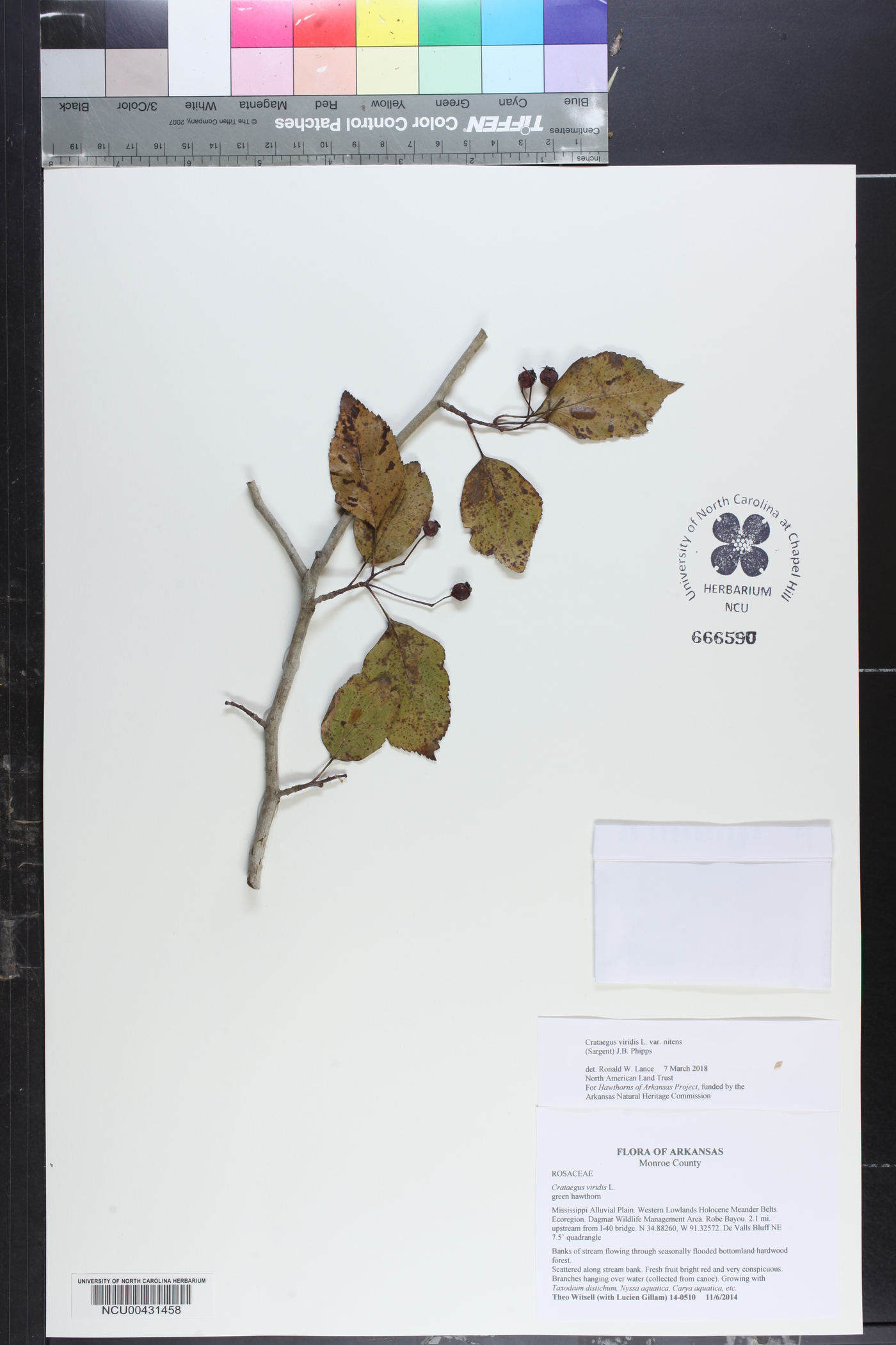 Crataegus viridis var. nitens image