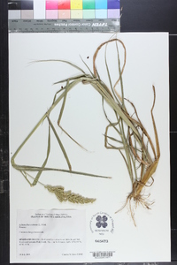 Echinochloa colona image