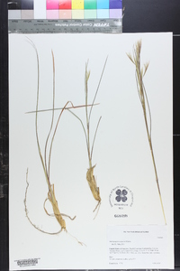 Schizachyrium scoparium var. scoparium image