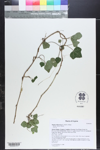 Hedera hibernica image