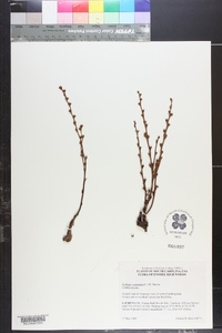 Epifagus virginiana image