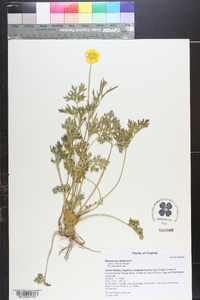 Ranunculus bulbosus image