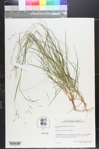 Poa autumnalis image