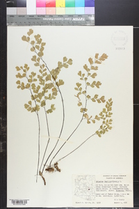 Adiantum capillus-veneris image