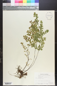 Adiantum capillus-veneris image