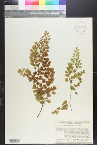 Adiantum capillus-veneris image