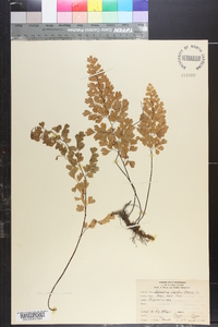 Adiantum capillus-veneris image