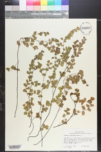 Adiantum capillus-veneris image