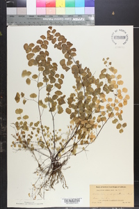 Adiantum emarginatum image