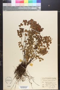 Adiantum emarginatum image