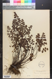 Adiantum emarginatum image