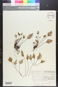 Aspidotis densa image