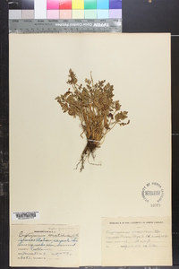 Cryptogramma acrostichoides image