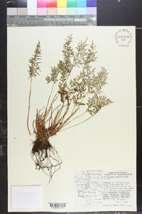 Cryptogramma acrostichoides image