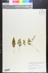 Cryptogramma stelleri image