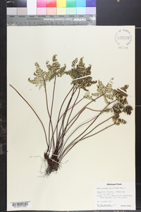 Notholaena standleyi image