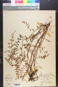 Pellaea andromedifolia image