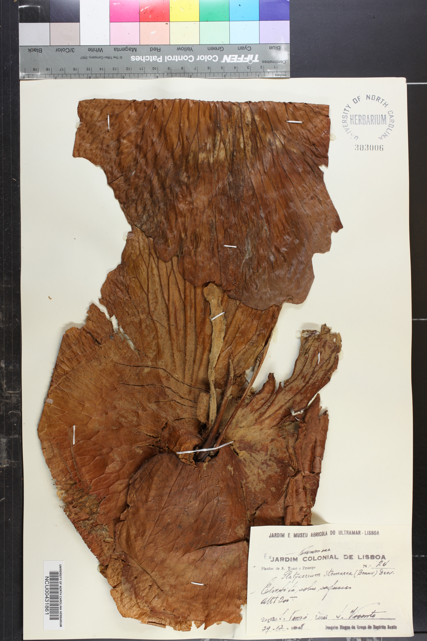 Platycerium image