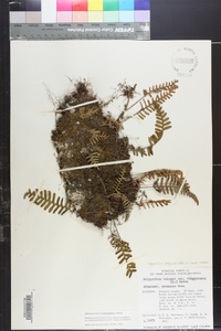 Pleopeltis polypodioides subsp. michauxiana image