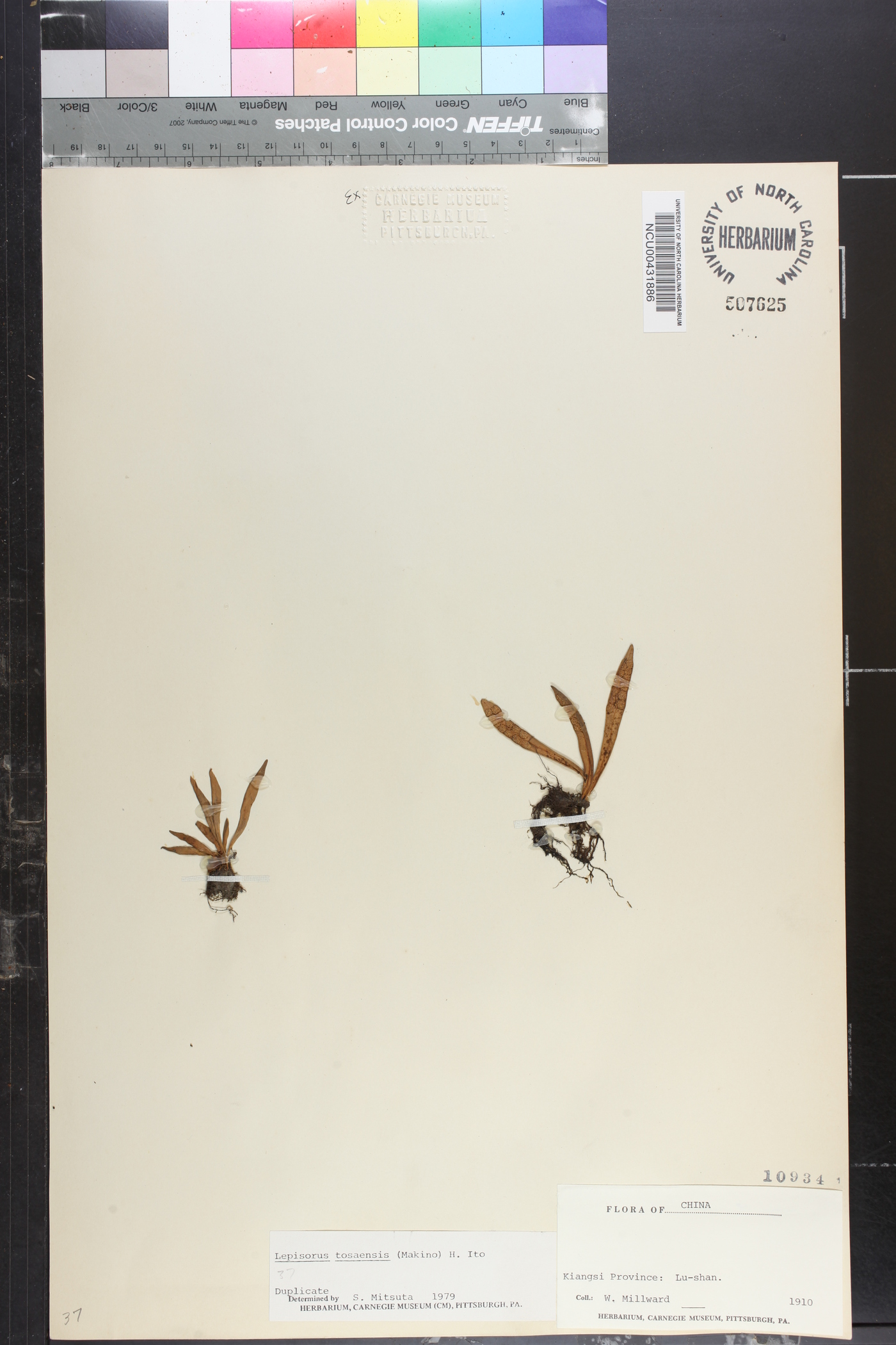 Lepisorus tosaensis image
