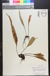 Lepisorus obscurevenulosus image