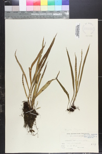 Lepisorus thunbergianus image