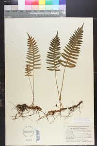 Polypodium appalachianum image