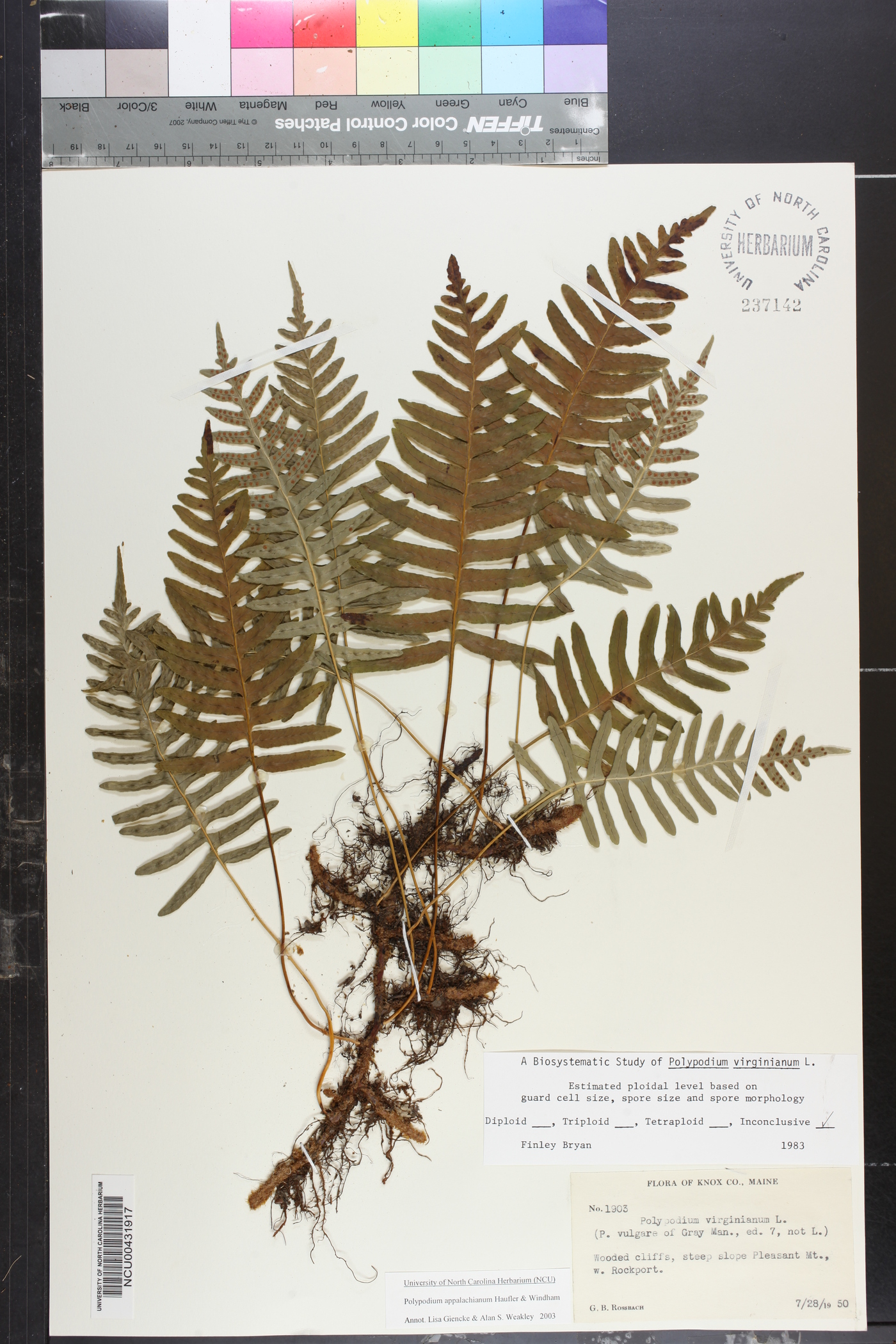 Polypodium appalachianum image