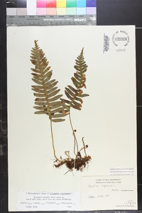 Polypodium appalachianum image