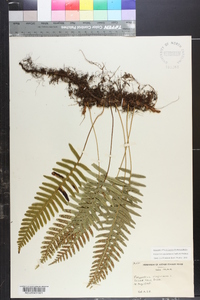 Polypodium appalachianum image