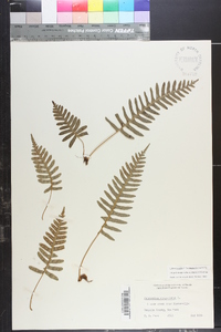 Polypodium appalachianum image