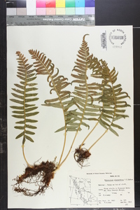 Polypodium glycyrrhiza image