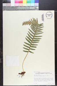 Polypodium glycyrrhiza image