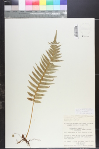 Polypodium glycyrrhiza image