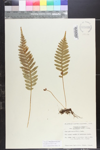 Polypodium glycyrrhiza image