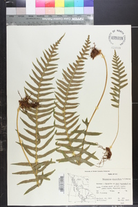 Polypodium glycyrrhiza image