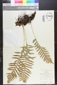 Polypodium glycyrrhiza image