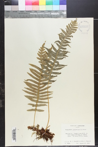 Polypodium glycyrrhiza image