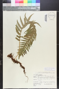 Polypodium glycyrrhiza image