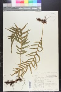 Polypodium glycyrrhiza image