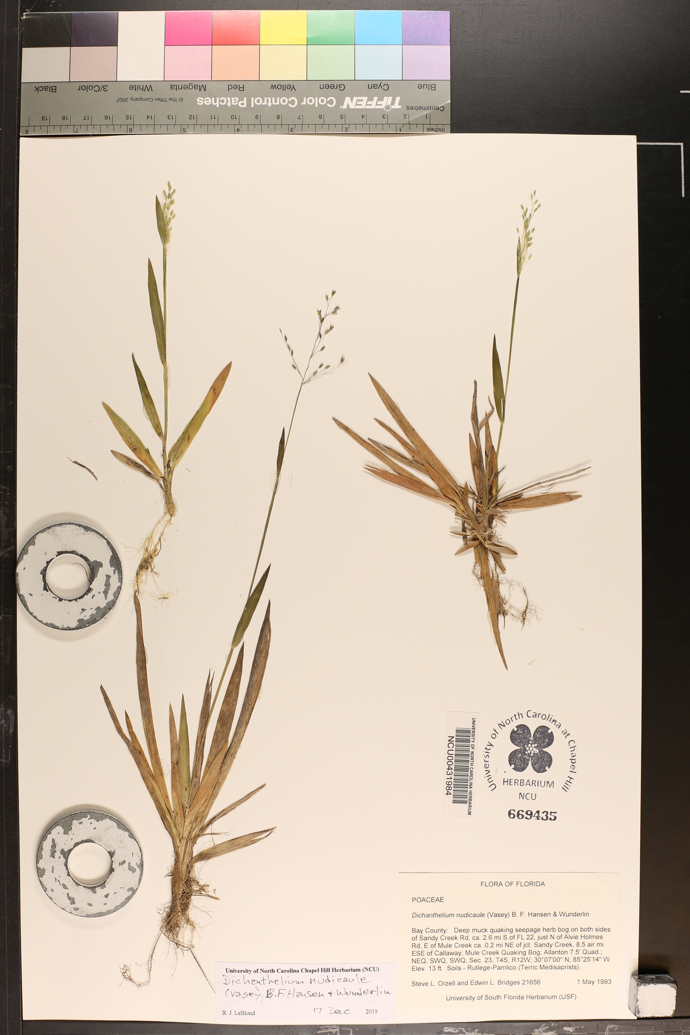 Dichanthelium nudicaule image