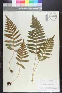 Polypodium californicum image