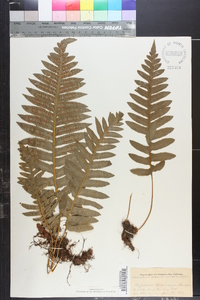 Polypodium californicum image